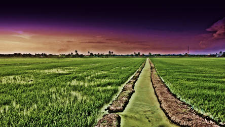Tour to paddy field