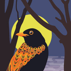Common blackbird at dawn