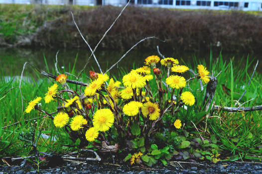 flowers