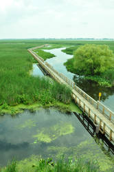 Pt Pelee March Boardwalk