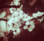cherry flower by julkusiowa
