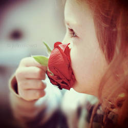 red rose.