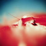 love macro. by julkusiowa