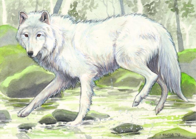 White Wolf - Commission by In-The-Distance on DeviantArt