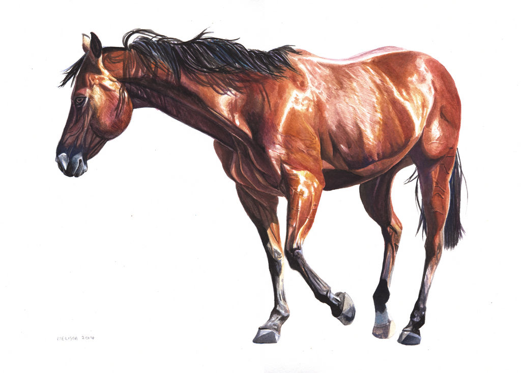 Watercolour Horse