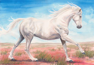 Outback Pony