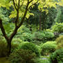 Japanese Garden 5