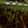 Dewdrop