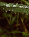 Dewdrop by Bambook