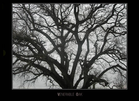 Venerable Oak