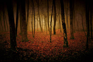 Autumn Grove by LillianEvill Autumn Grove by LillianEvill
