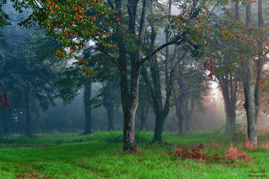 Forest of linden II