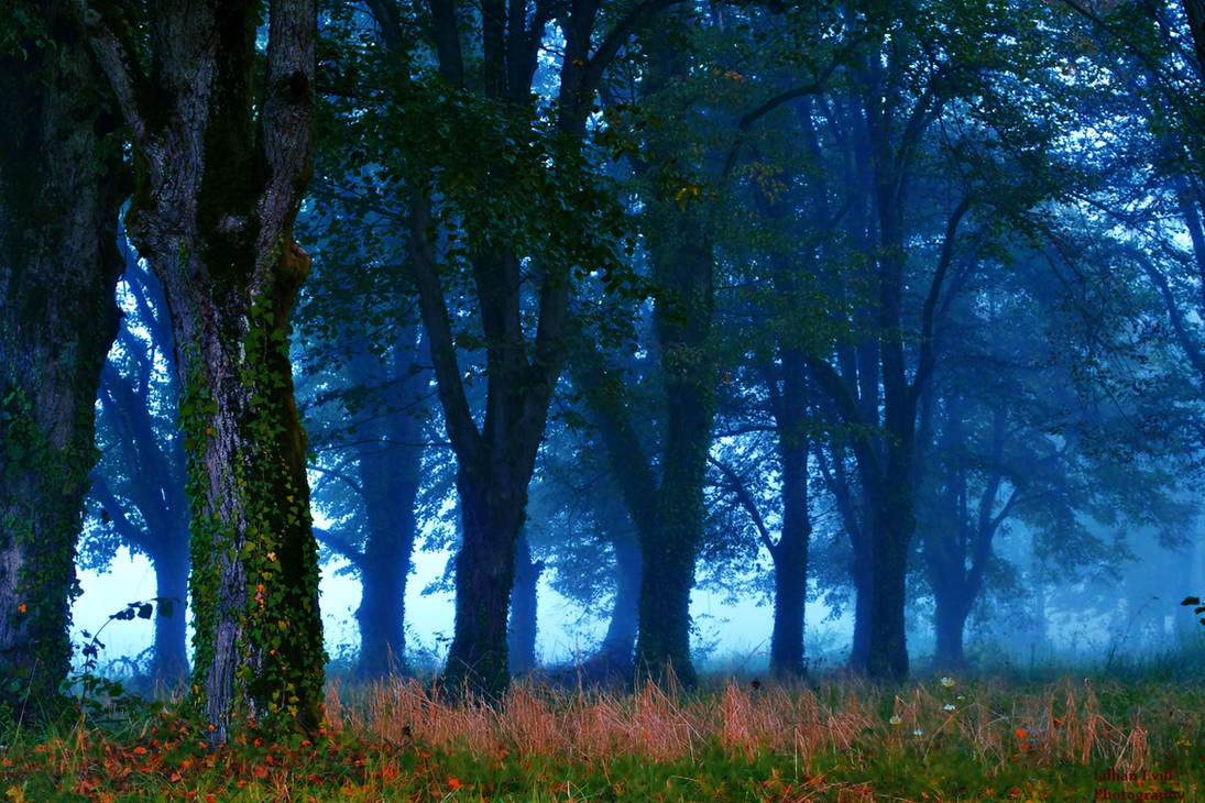 Forest of linden III by LillianEvill Forest of linden III by LillianEvill