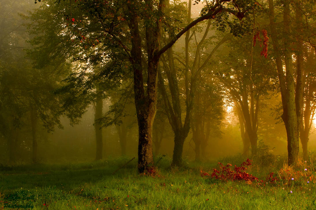 Linden by LillianEvill Linden by LillianEvill