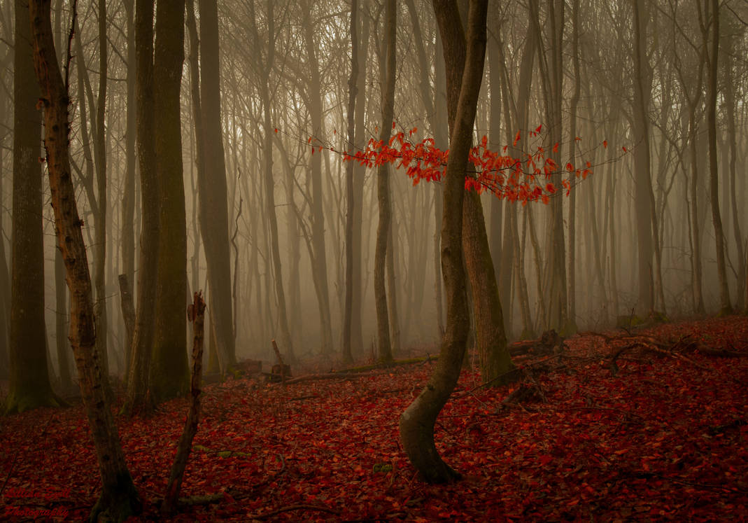 Forest 8 by LillianEvill Forest 8 by LillianEvill