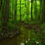 Forest Stream