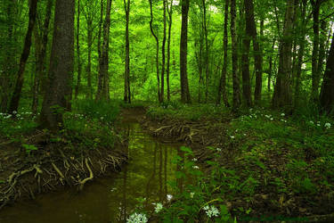 Forest Stream