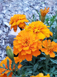 Marigold