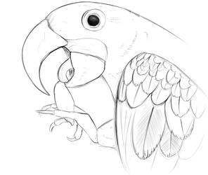 Hyacinth Macaw Sketch