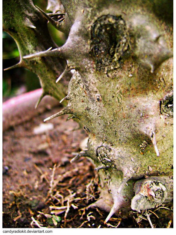 Old Mr. Thorn by candyradiokit on DeviantArt