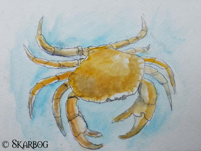 crab zoo sketch