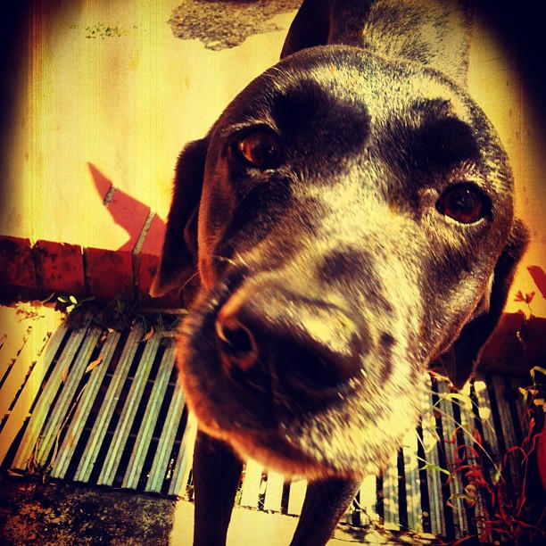 Black Lab Deviantart Black Labrador by Zunedge on DeviantArt