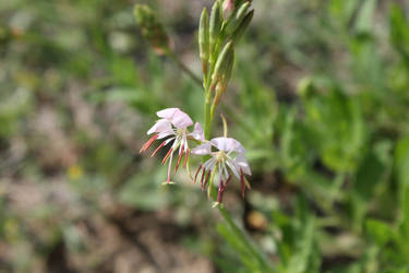 Tiny tiny flower