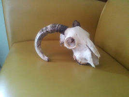 Ram Skull 43