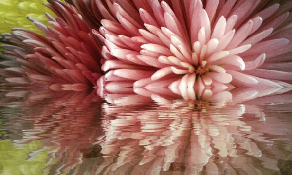 Pink Refection Pink reflection by chaunceyleigh on DeviantArt