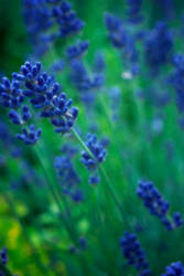 Blue flowers,