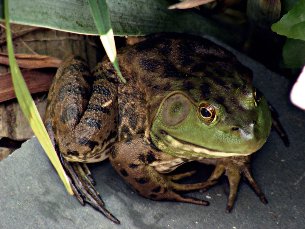 Buford the Bullfrog by JeremyC-Photography on DeviantArt