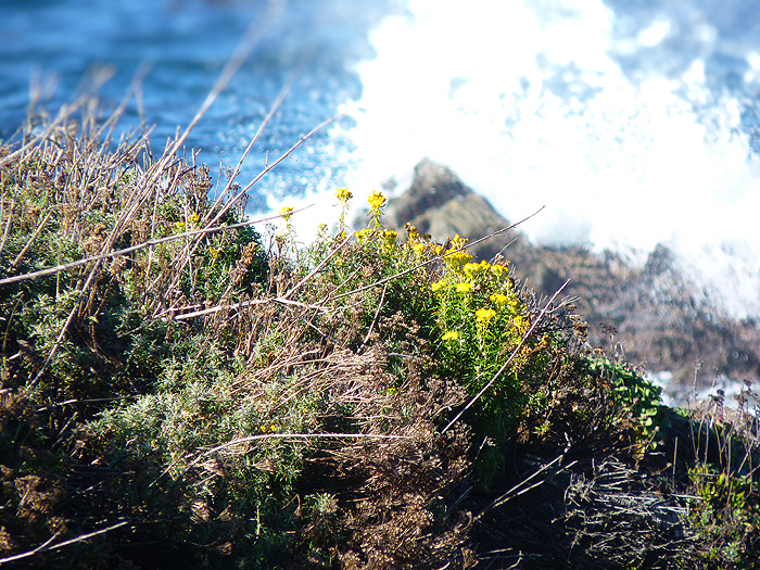 Spanish Bay, 17 Mile Drive, CA