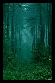 Misty Woods