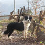 Bond the border collie