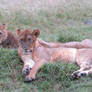 Young Lazy Lions