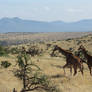 Giraffes on Endless Plains