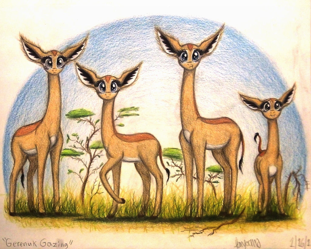 Gerenuk Gazing