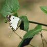 White Butterfly