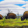 Bison Prarie