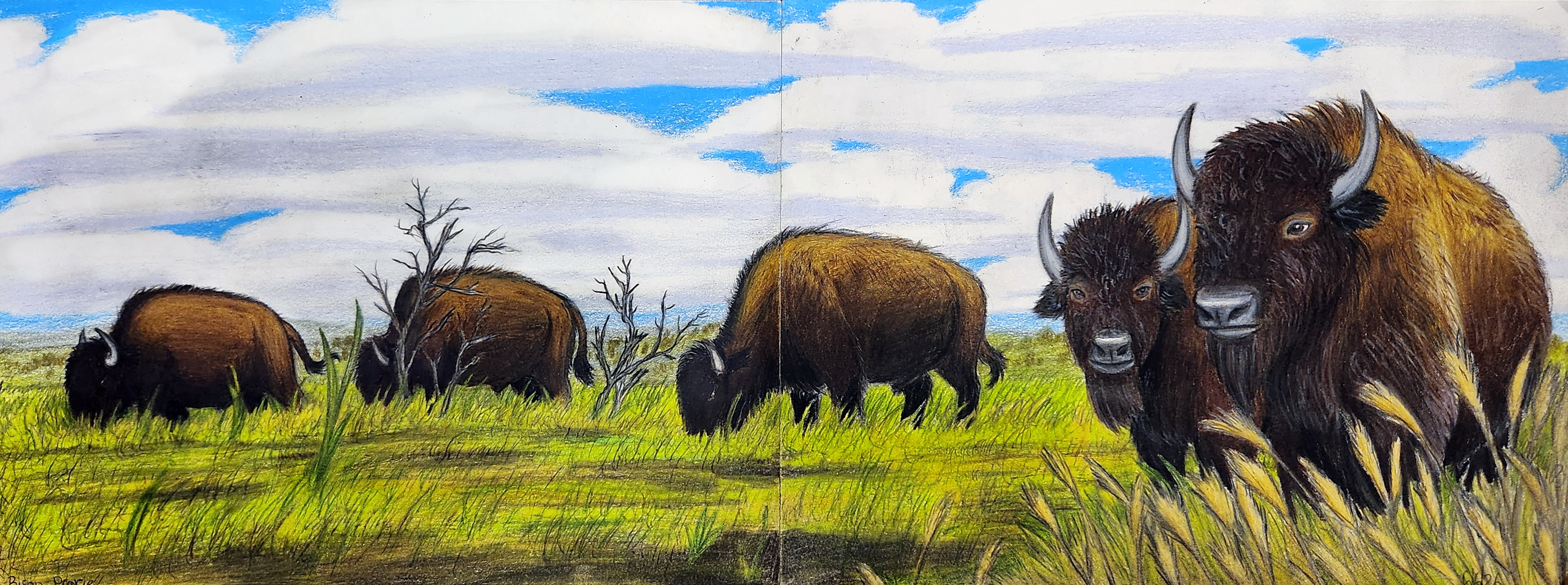 Bison Prarie