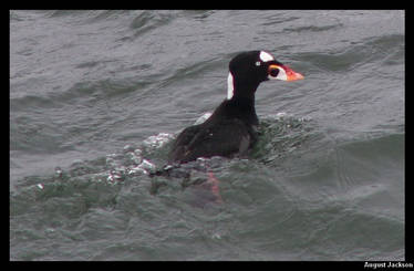 Surf Scoter