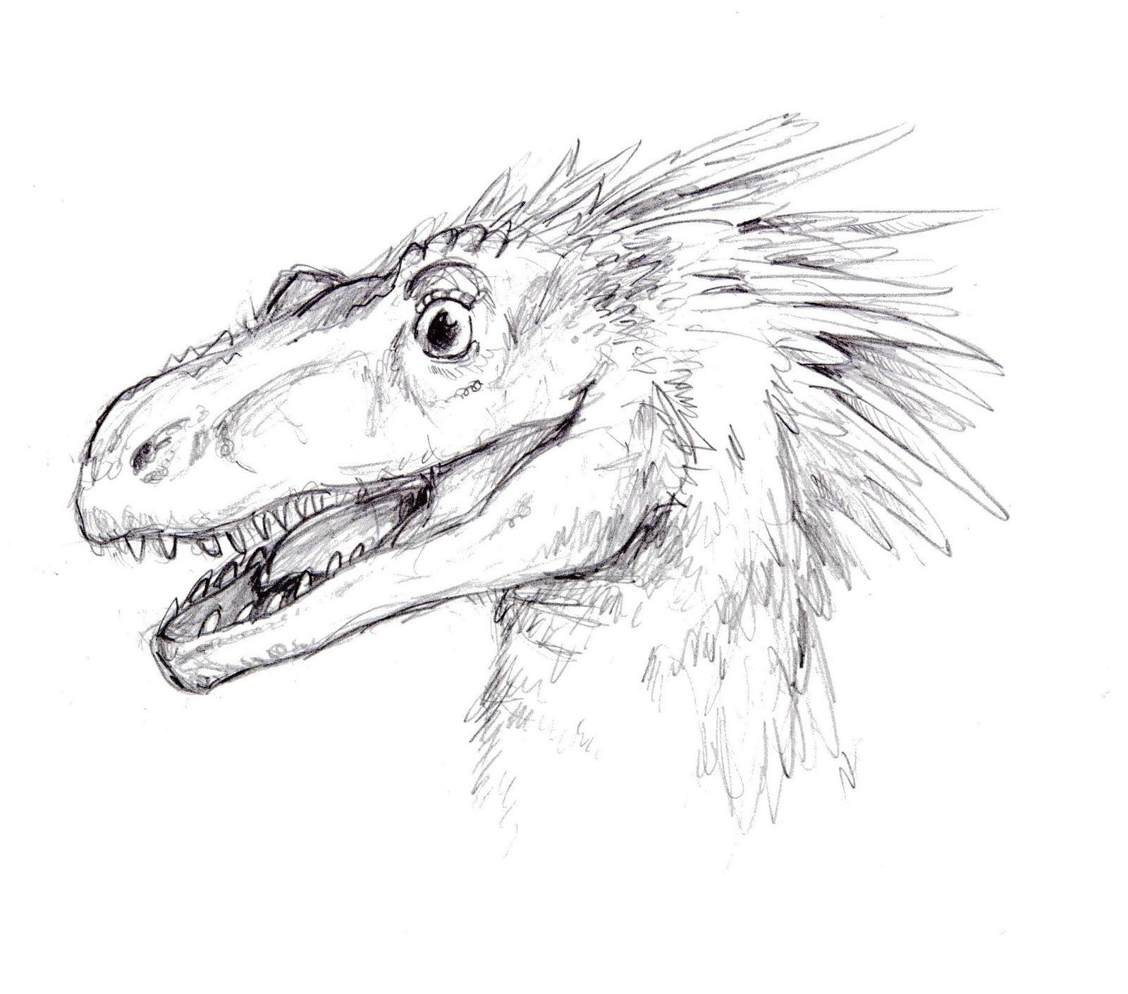 Utahraptor Sketch