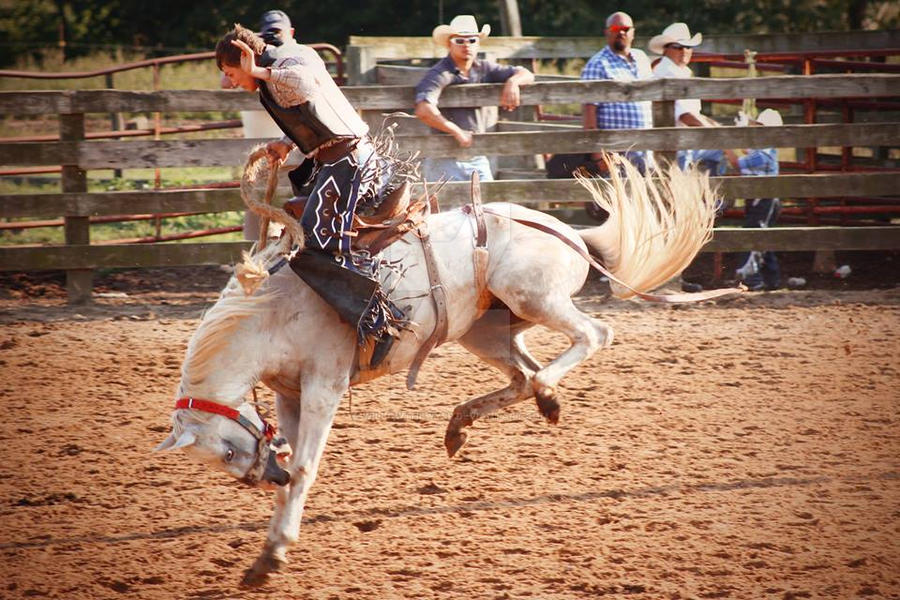 Bronc Rider Animals Bronc Rider 3 by WillowTheWysp on DeviantArt