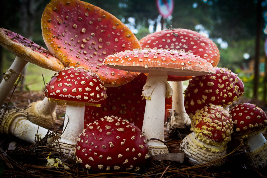 Amanita Muscaria IV by sahtanoj Amanita Muscaria IV by sahtanoj