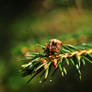 Araneus diadematus