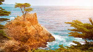 LONE CYPRESS SUNSET Henry von Huch fine art 1