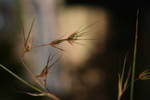 Native Grass Flower 2 by Eos-Stock