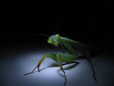 Praying Mantis