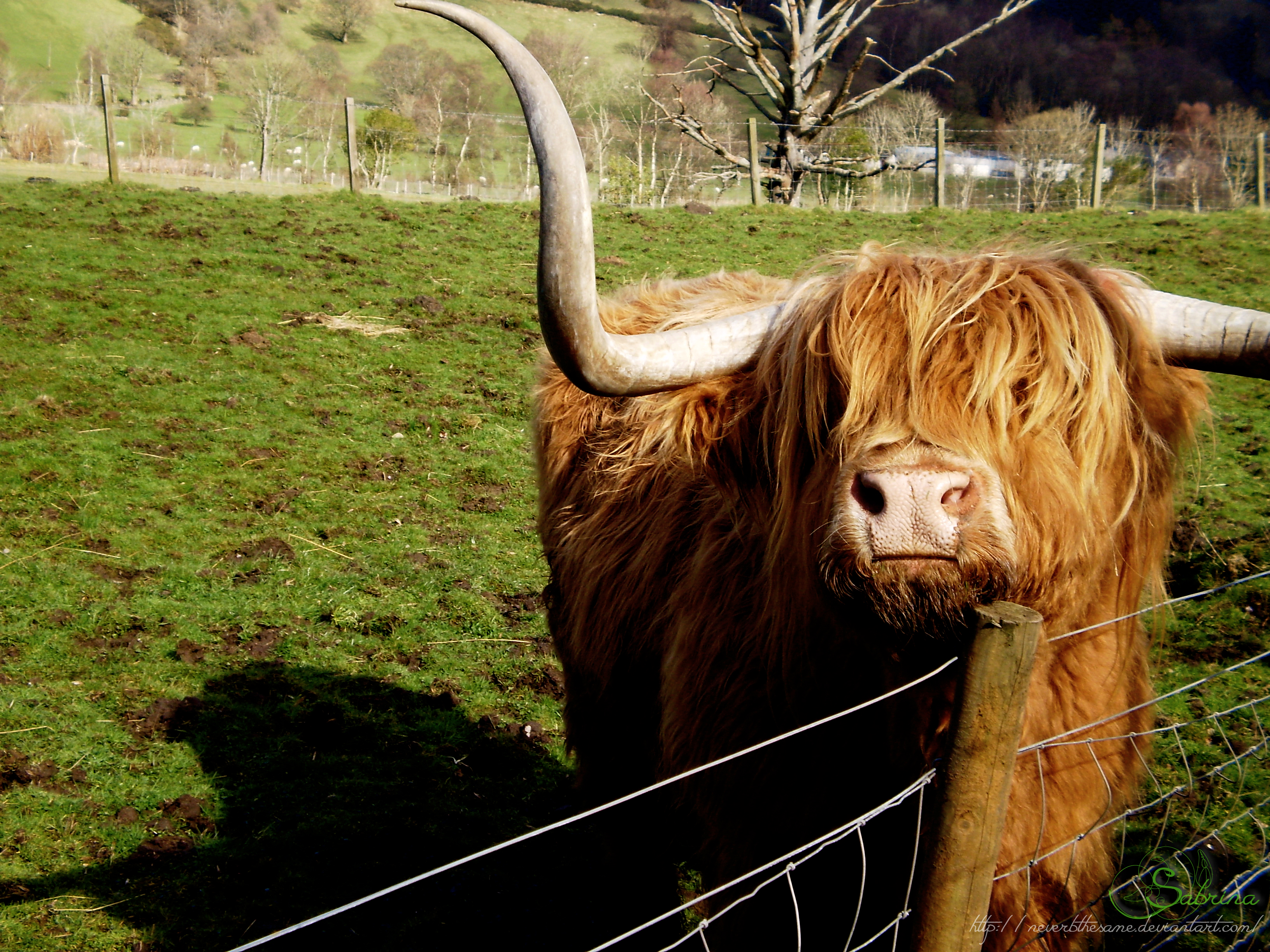 Highland cow