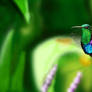 Kolibri Wallpaper
